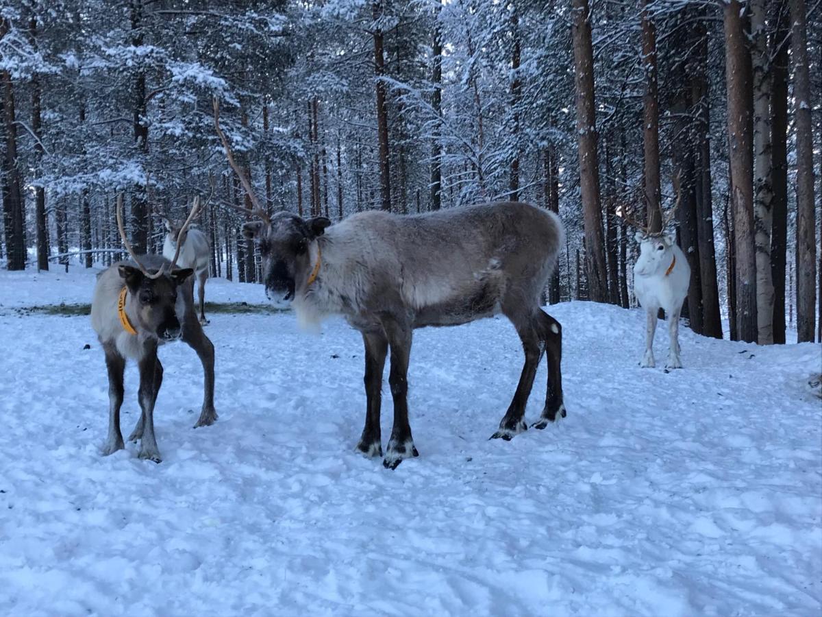 KemijärviSoppela Retreat At The Arctic Circleアパートメント エクステリア 写真